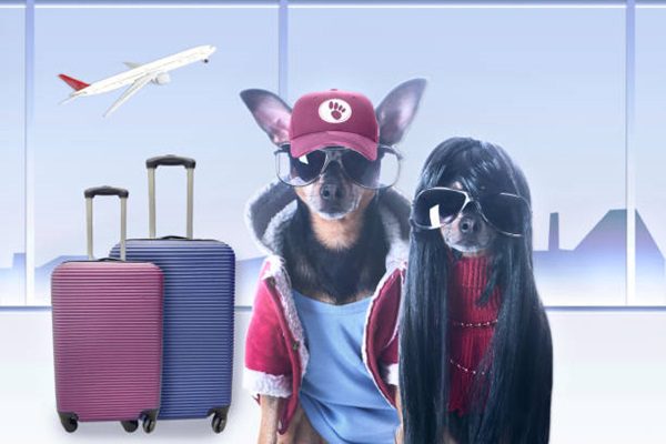 Viagens aéreas com animais de estimação: O que é importante saber? Viagens aéreas com animais de estimação: O que é importante saber?