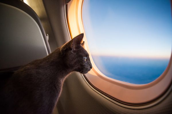 Como atrasos de voos afetam o bem-estar dos animais transportados? – Resolver problemas de voo Como atrasos de voos afetam o bem-estar dos animais transportados? – Resolver problemas de voo
